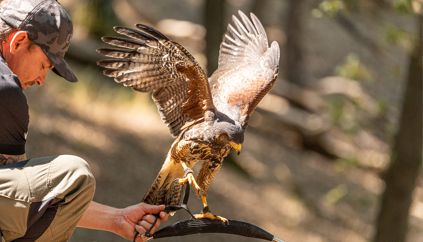 castelfalfi-parco-avventura-falco